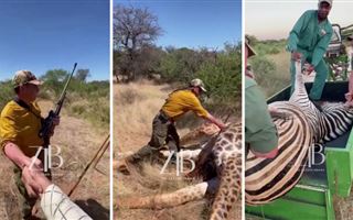 "Казахи вышли на охоту в Африке": жуткие кадры убийства животного появились в сети