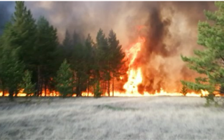 В Павлодарской области горит сосновый бор