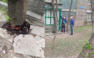 Алматинского бизнесмена наказали за облитое керосином дерево