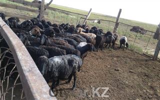 Жителям Шымкента рассказали о необходимости соблюдения правил содержания скота