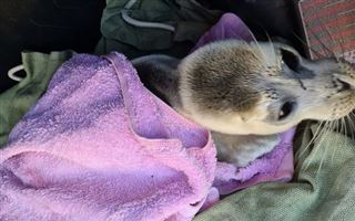 Детёныша каспийского тюленя спасли в Мангистау