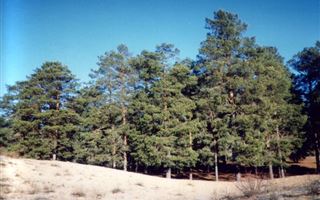 Власти ЗКО раскритиковали за обещание высадить деревья на миллиард тенге