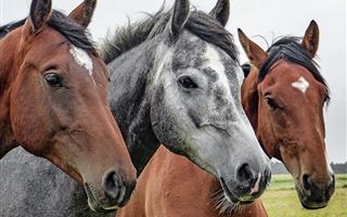 В ВКО скотокрады украли четыре лошади