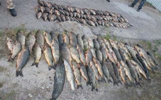 В Туркестанской области у браконьеров изъяли более 500 кг рыбы
