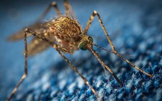 Переносят ли комары коронавирус