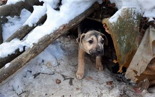 "Остались замечательные люди": трогательную историю о спасении щенков рассказала астанчанка