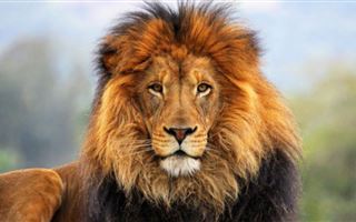 В Индии в зоопарке львы заболели коронавирусом