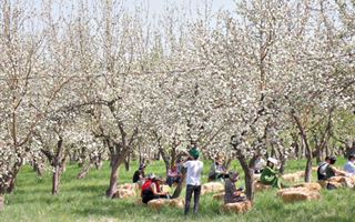 Как заработать на цветущей яблоне