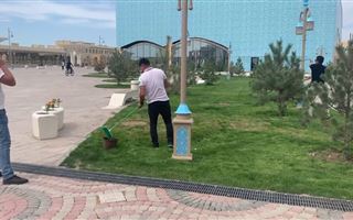Чиновники рассказали, зачем "красят" в зеленый цвет газон и елки в Туркестане