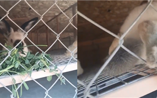 В Актау в контактном зоопарке обнаружили мертвых животных