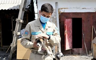 В Нур-Султане запустили акцию по защите животных «Надежный друг»