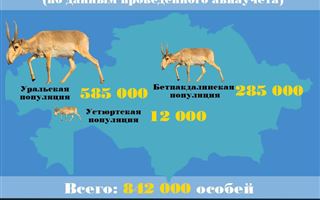 В РК численность сайгаков превысило 800 тыс. голов