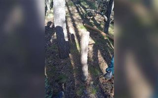 36 сосен незаконно вырубил акмолинец в лесу