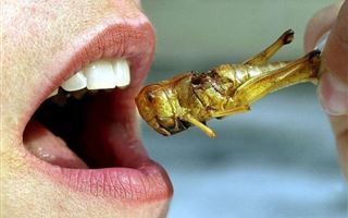 В странах ЕС разрешили употреблять насекомых в пищу