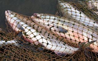 В Алматинской области у браконьера изъяли 57 килограммов рыбы