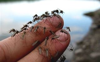"Как в фильме ужасов" - казахстанцев поразило видео из Павлодарской области с полчищами комаров, летающих днём