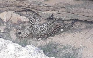 В Мангистауской области нашли мертвого леопарда