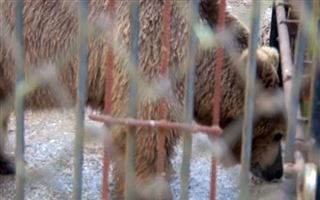 Цирковых медведей переселили в зоопарк Шымкента