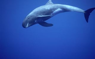 Популяцию вымирающих китов нашли по их песням в Индийском океане