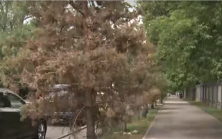 В Алматы засыхают молодые деревья