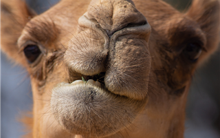 Верблюдов в Мангистау кормят картоном