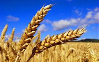 В РК вывели новый сорт пшеницы