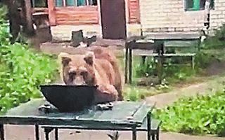 В Серебрянске медведь устраивал пикники на окраине города