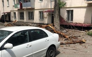 Ребенок едва не пострадал из-за упавшего дерева в Алматы