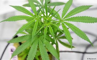 У жителя Жамбылской области полицейские нашли двенадцать килограмм марихуаны