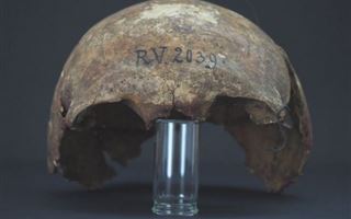 В найденном в Латвии скелете нашли самый древний штамм чумы