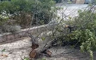 Жители Актау возмущены варварской вырубкой деревьев - Видео