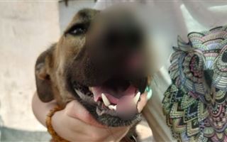 В одном из приютов Актобе собаке разбили нос и выбили зубы