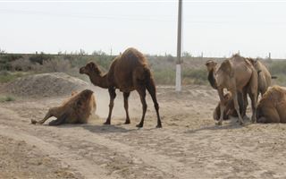 В Кызылординской области от опасной болезни страдают верблюды