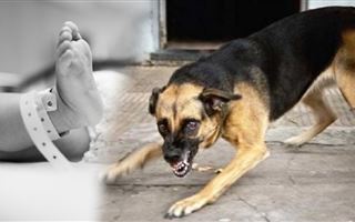 Собака насмерть загрызла ребенка в селе ЗКО