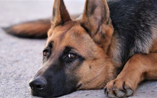 В США запретили ввозить собак из Казахстана