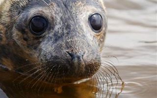 Видео с мертвым тюленем в Актау обсуждают в Сети