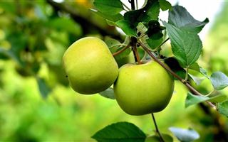 При каких заболеваниях противопоказаны зеленые яблоки, рассказала врач