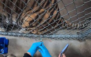 Будут ли вакцинировать животных от коронавируса рассказали в зоопарке Алматы