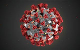 Эксперт назвала главную опасность передачи коронавируса животным 