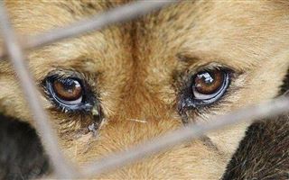 В Алматинской области на глазах у детей застрелили собаку