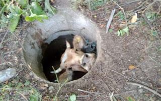 В Усть-Каменогрске спасатели вытащили корову из люка