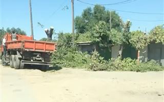 Алматинцы возмутились вырубкой деревьев в районе аэропорта