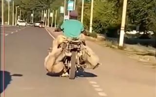 Жителей ВКО возмутил водитель, который вез баранов, привязав их к мотоциклу