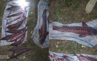 В Павлодарской области у мужчины изъяли 14 килограммов рыбы осетровых пород