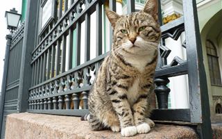 В Великобритании 330 кошек погибли от неизвестного вируса