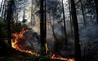 В Турции до сих пор пытаются потушить лесные пожары