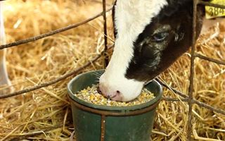 В Мангистау на закуп корма для скота направят 5,3 миллиарда тенге