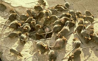 Жители Алматы пожаловались на нашествие крыс