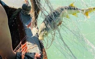 Ловить рыбу сетями запретили в Каспийском море 