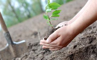 В Алматы осенью планируют высадить 300 тысяч деревьев